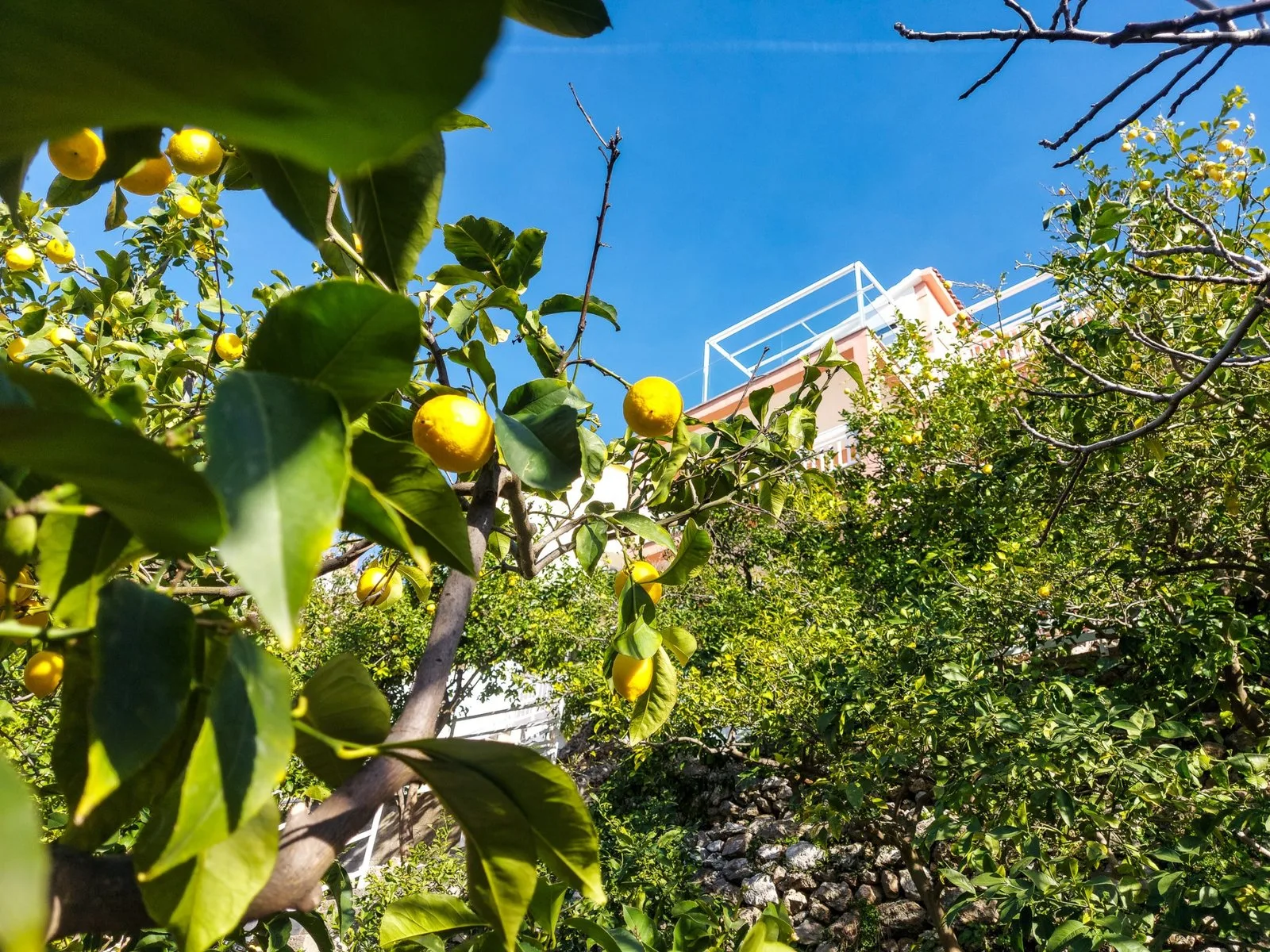 Apartments Lemon tree