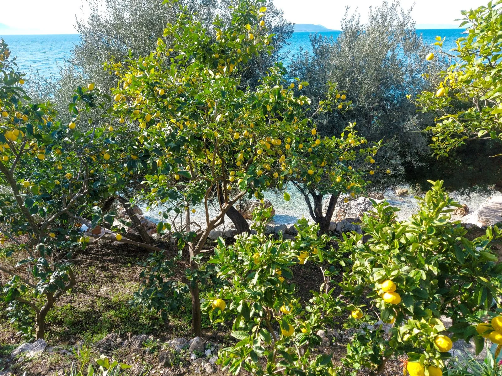 Apartments Lemon tree